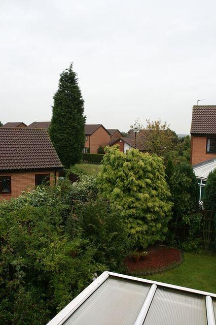 Looking out towards old house (to right of tall tree).