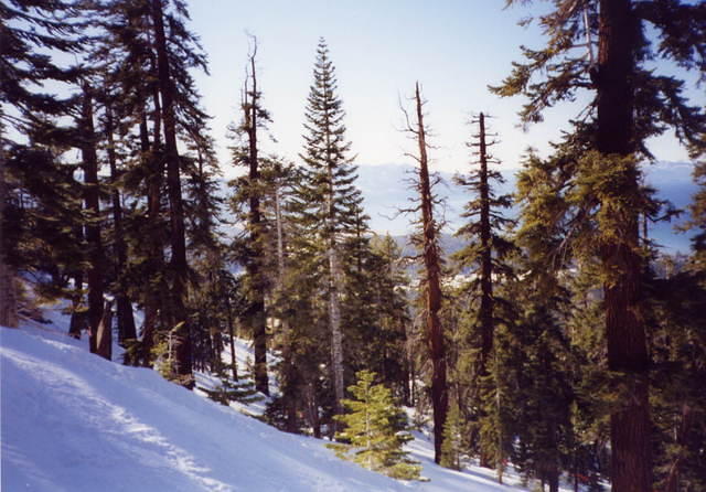Trees